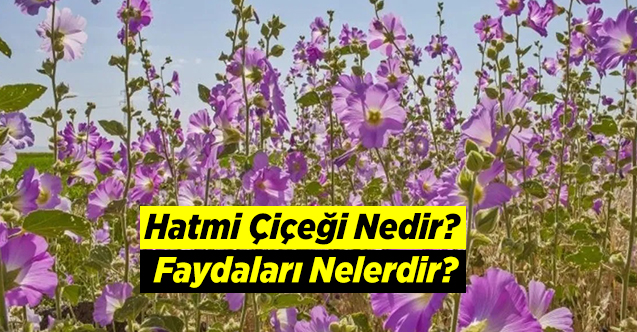 Hatmi Çiçeği Nedir? Faydaları Nelerdir?